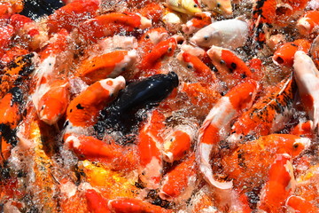 Obraz na płótnie Canvas Black in the white and orange #KOI fishes
