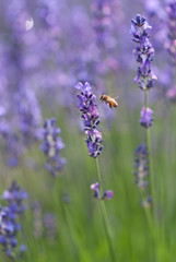Naklejka na ściany i meble Bees with Lavender - ラベンダーと蜂