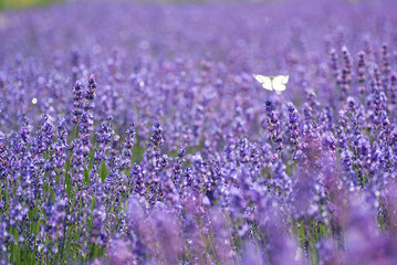 Obraz premium Lavender - ラベンダー