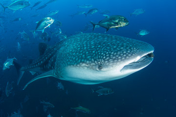 Whale Shark whaleshark 