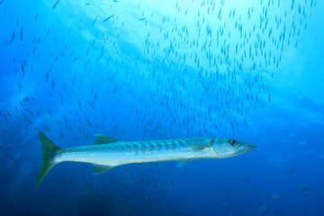 Barracuda fish 