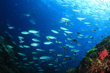 Fototapeta na wymiar Sardines fish 