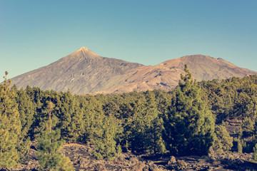 Fototapeta na wymiar Volcano mountain raising in a distance above pine forest.