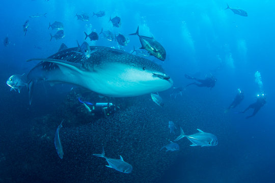 Whale Shark and scuba divers 