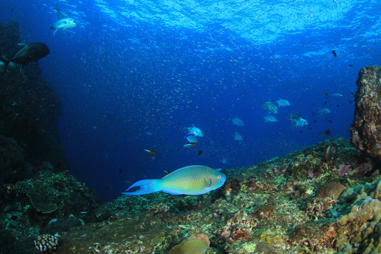 Coral reef and fish in ocean 