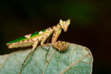 Image of flower mantis(Creobroter gemmatus) on green leaves. Insect, Animal.