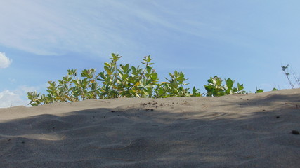 Green trees can still grow and live even though they are on a stretch of sand