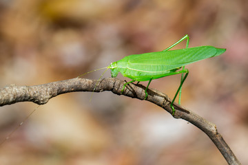 Image of green bush-cricket long horned grasshopper on brown branch. Insect. Animal.