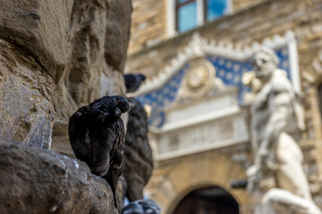 Italy,Florence, Piazza della Signoria with a pigeon