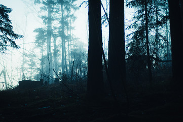 misty forest in fog