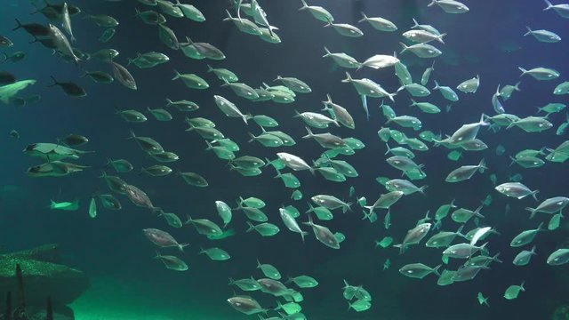 Fish Swimming In Fish Tank