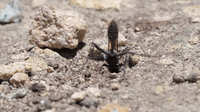 Sphex digger wasp burrowing with jaws, moving rocks. Locked off close up macro