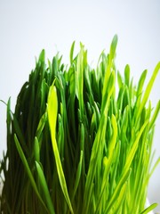 Close-up of green young fresh grass on a white background lit by sunlight