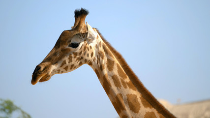 Closeup of beautiful giraffe