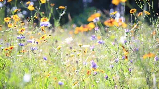 Kräuterwiese, Blumenwiese, wildes Feld - bunte Blumen, Kräuter sowie Insekten wie Käfer und Bienen im Sommer