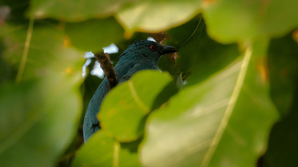 Blue tropical bird with red eyes