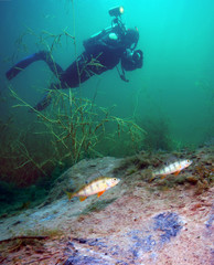 Naklejka na ściany i meble underwater photographer and grouper