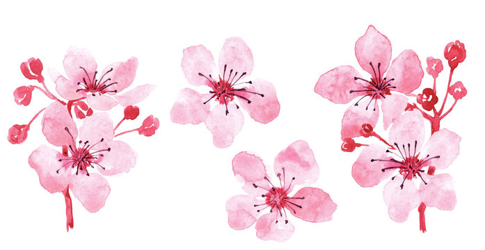 Watercolor set with branch of delicate pink blooming flowers, bud and leaves isolated on white background. branch of cherry blossoms.