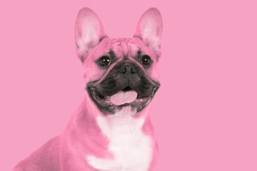 Portrait of a pink french bulldog on a pink background