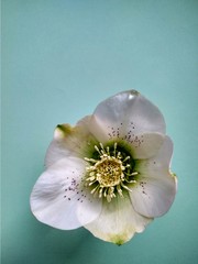 Beautiful first spring flower hellebore on blue