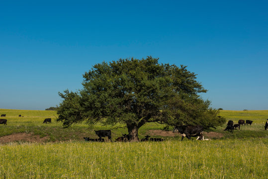 Pampas Plain Landscape and cows,Patagonia