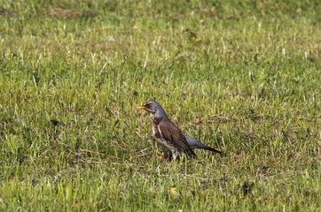 Fieldfare Wacholderdrossel