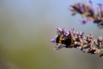 bee on flower