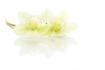 Two blooming christmas rose flowers with reflection lying isolated on a white background
