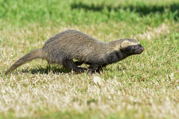 Little grison,Pampas, Patagonia, Argentina