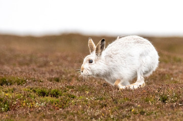 Mountain Hare (Lepus timidus) running in the snow in the Scottish Highlands