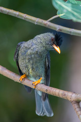 Seychelles bulbul (Hypsipetes crassirostris) on Praslin, Seychelles.