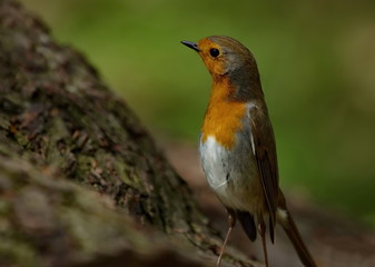 rotkehlchen - robin