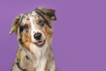 Portrait of a pretty australian shepherd dog on a purple background in a horizontal image with copy space