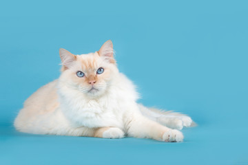 Fototapeta na wymiar Pretty Ragdoll cat with blue eyes lying down on a blue background