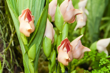 Tropical tulip orchid anguloa