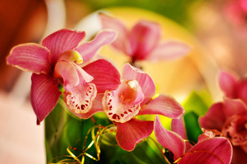 Fototapeta na wymiar Bouquet of pink beautiful orchid flowers close up