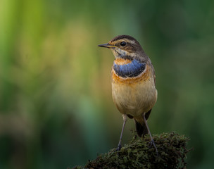 Bluethroat ( Luscinia svecica ) on dry branch.