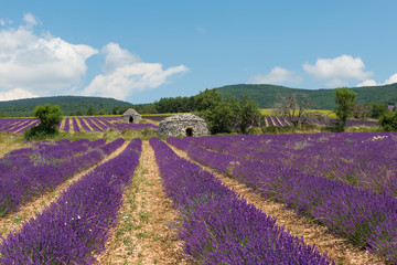 Lavender fields with stone houses, bories in France
