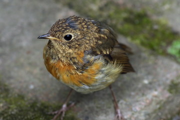 rotkehlchen - robin