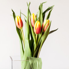 Bouquet of tulips on a white background