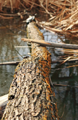 Branches and river in nature