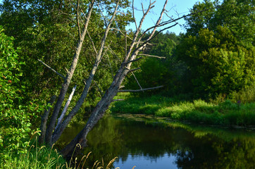 Republic of Belarus, River "Bobr" in summer against forest, blue sky and white clouds © MaxSafaniuk