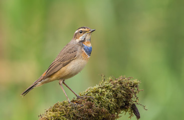Bluethroat ( Luscinia svecica ) on dry branch.