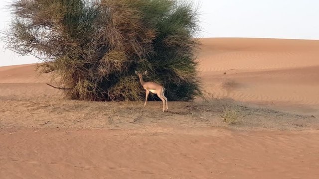Desert Giselle watching passing cars
