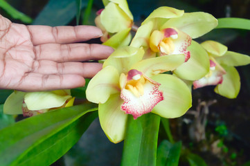 Young lady hand touch on Fire Lity flower in a flower nursery farm. Human and nature contact