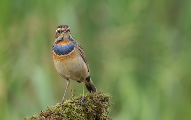 Bluethroat ( Luscinia svecica ) on dry branch.