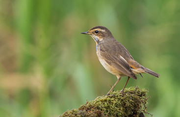 Bluethroat ( Luscinia svecica ) on dry branch.