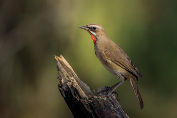 Siberian Rubythroat ( Luscinia calliope ) on dry branch.