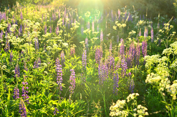 Colorful sunset with lens in light on the background of blue sky, field with beautiful flowers of wild nature in the forest. Summer meadow landscape. Pink flowers of summer clover lit by warm sunlight