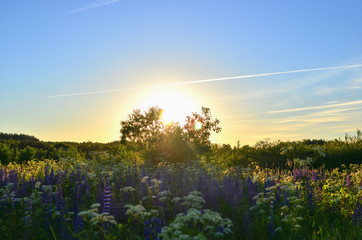 Colorful sunset with lens in light on the background of blue sky, field with beautiful flowers of wild nature in the forest. Summer meadow landscape. Pink flowers of summer clover lit by warm sunlight